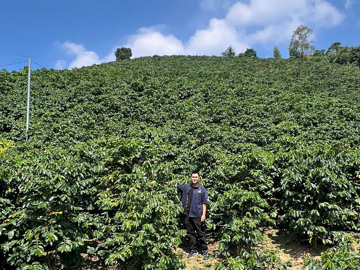 Đồi cà phê Arabica Sơn La – cách đọc nhãn cà phê theo vùng trồng
