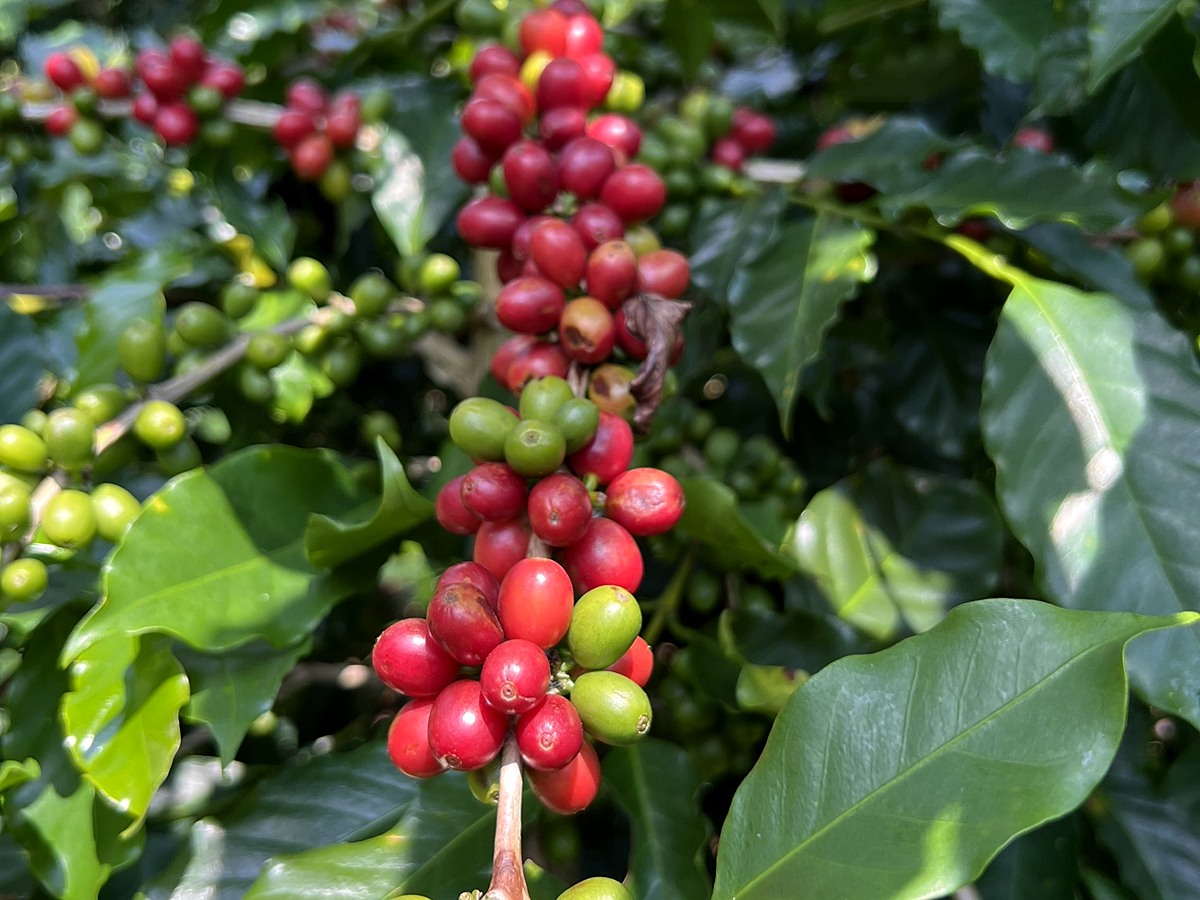 Chùm quả cà phê Arabica chín mọng trên cành