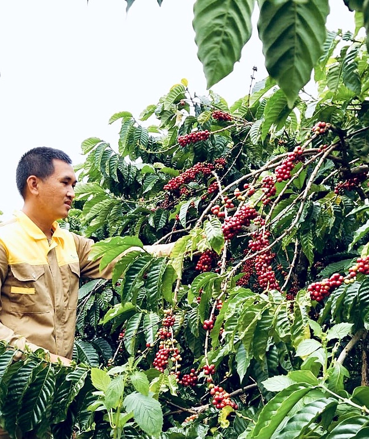 Vườn cà phê Robusta của The Espresso Farm tại xã Cuôr Đăng, Đắk Lắk