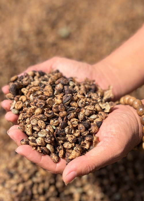 WEB MỚI - ĐÓN VỤ MỚI (1)