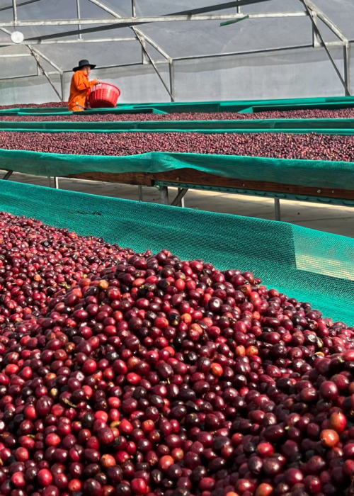 WEB MỚI - ĐÓN VỤ MỚI (5)